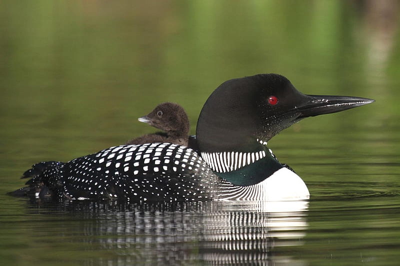 Common Loon, north, loon, duck, common, HD wallpaper
