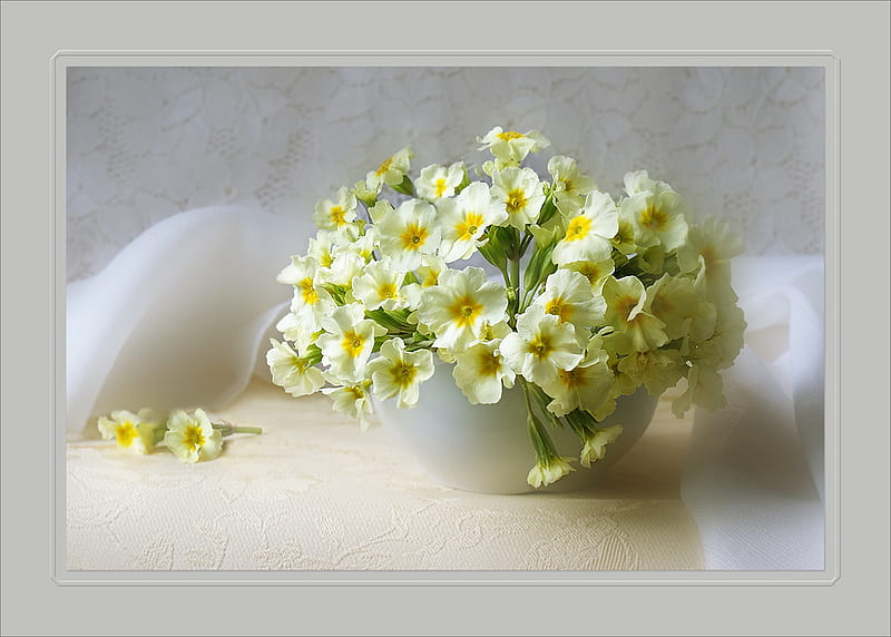primrose, beautifully, soft, still life, graphy, bouquet, flower, flowers, white, HD wallpaper