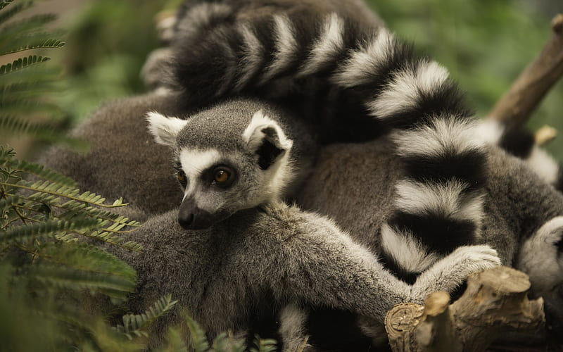 lemur, wildlife, rare animals, Madagascar, fauna, HD wallpaper