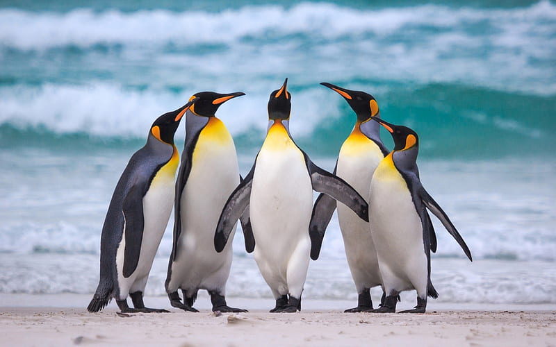 Royal penguins, Antarctica, shore, ocean, penguins, Aptenodytes patagonicus, flightless bird, HD wallpaper