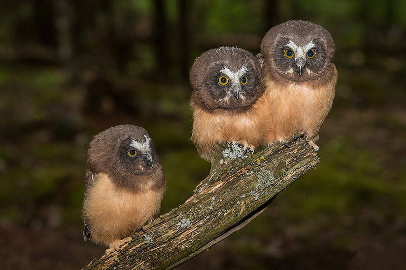 Three Young Owls, birds, babies, nature, owls, HD wallpaper