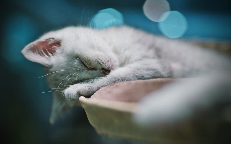 Ragdoll, kitten, denectic cat, sleeping cat, bokeh, cute animals, cats, pets, HD wallpaper