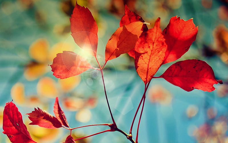 Autumn Glare, nature, leaves, autumn, HD wallpaper
