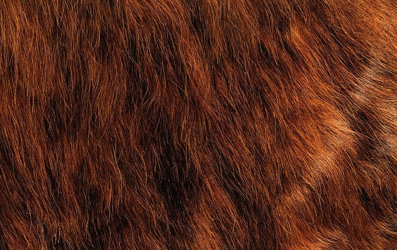 Fur, brown, orange, texture, abstract, animal, HD wallpaper