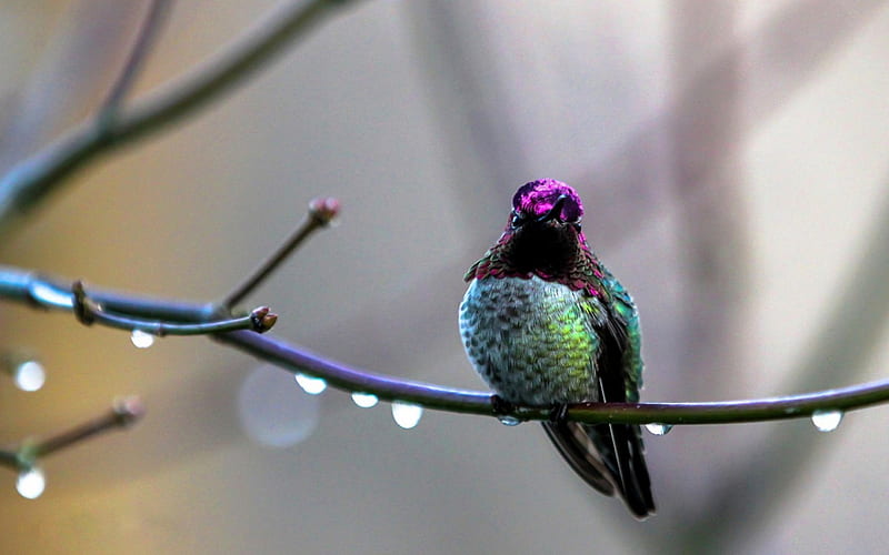 Humming-bird, cute, bird, green, water drops, branch, HD wallpaper