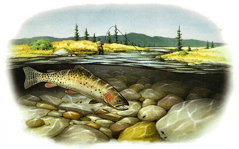 Cutthroat Trout 5, art, fish, illustration, artwork, animal, cutthroat, painting, wide screen, wildlife, trout, HD wallpaper