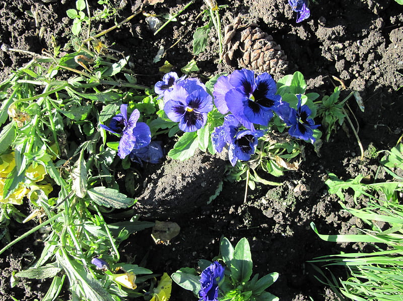 A Shiny day at Edmonton garden 30, brown, black, pansy, soil, graphy, green, garden, Flowers, blue, HD wallpaper