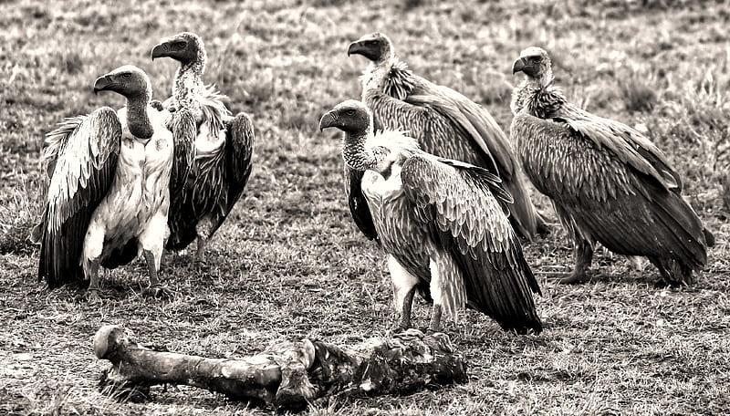 Birds, Vulture, Black & White, Bones, Kenya, Savannah, White-Backed Vulture, Wildlife, HD wallpaper