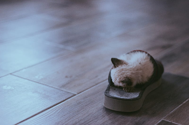 Siamese kitten sleeping in slide sandals, HD wallpaper