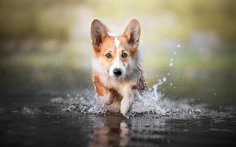 Pembroke Welsh Corgi, splash, water, dog, HD wallpaper