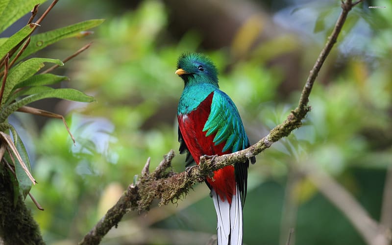Birds, Animal, Quetzal, Quetzal Of Guatemala, HD wallpaper
