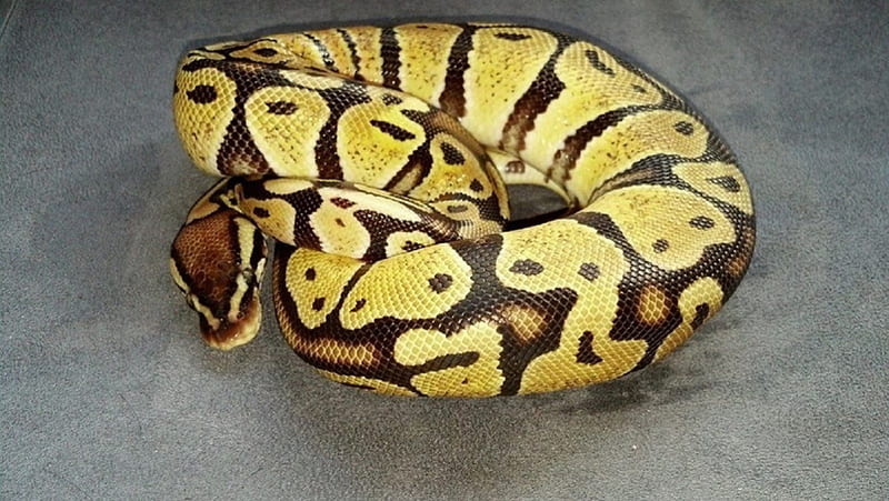 Juvenile Pastel Ball Python, pastel bp, ball ptyhon, python, morphs, bp, pastel ball python, ball, reptile, snake, HD wallpaper