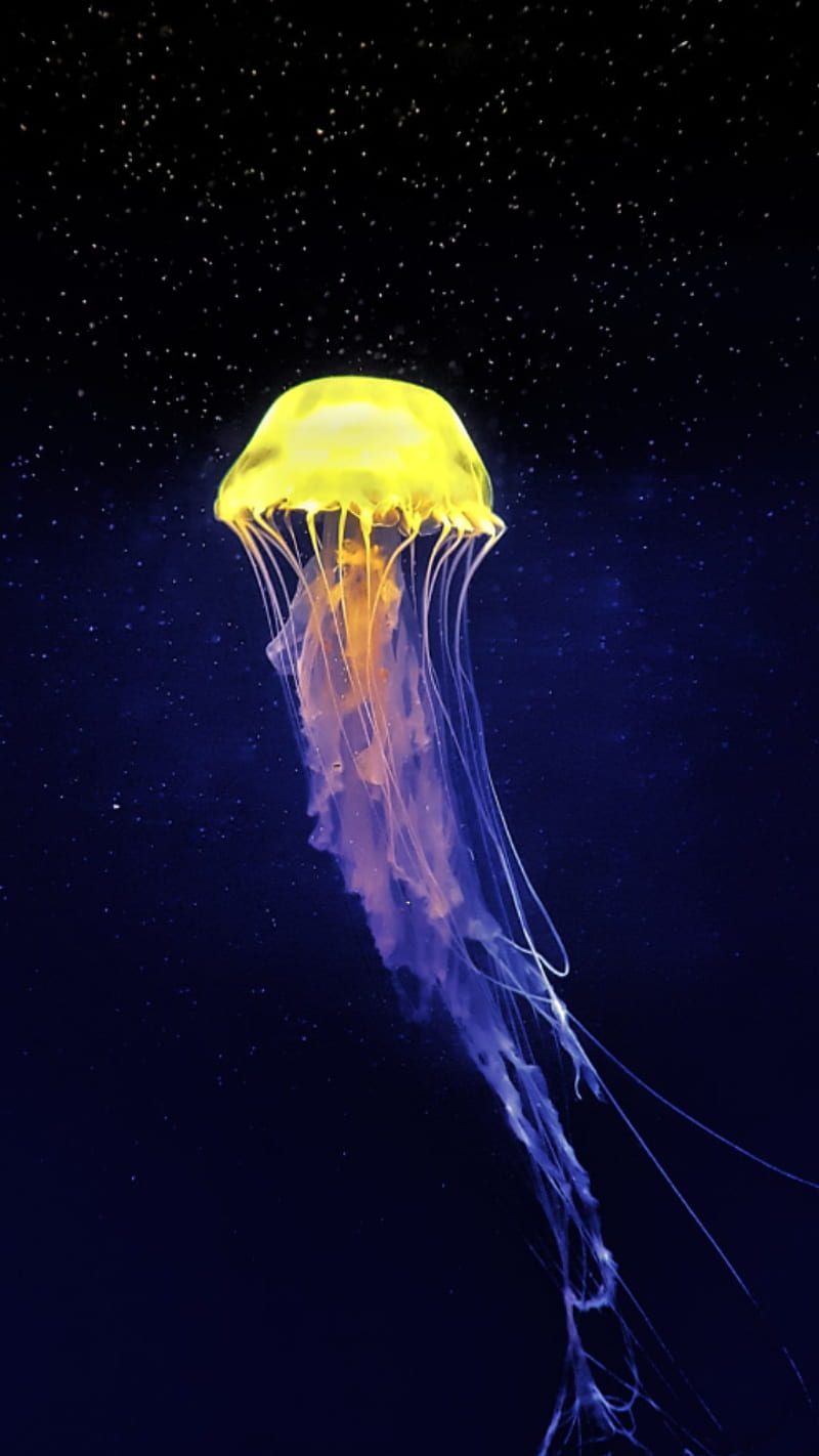 Jellyfish, fish, jelly fish, underwater, HD phone wallpaper