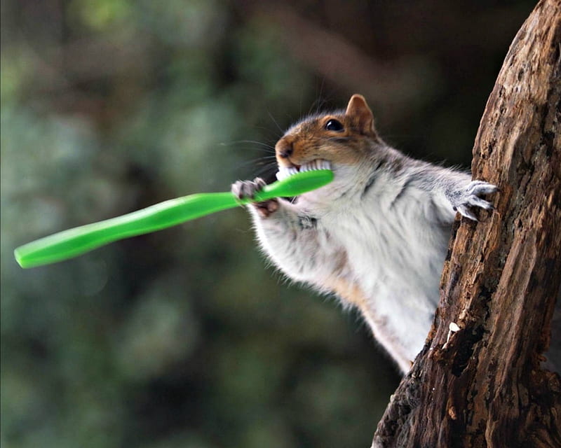 Tooth care routine, cute, max ellis, squirrel, green, funny, brush, animal, HD wallpaper