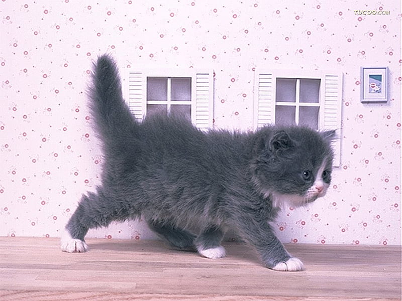little walking cat for leo19, lovely, dolls house, grey white, walking, cat, kitten, longhair, HD wallpaper