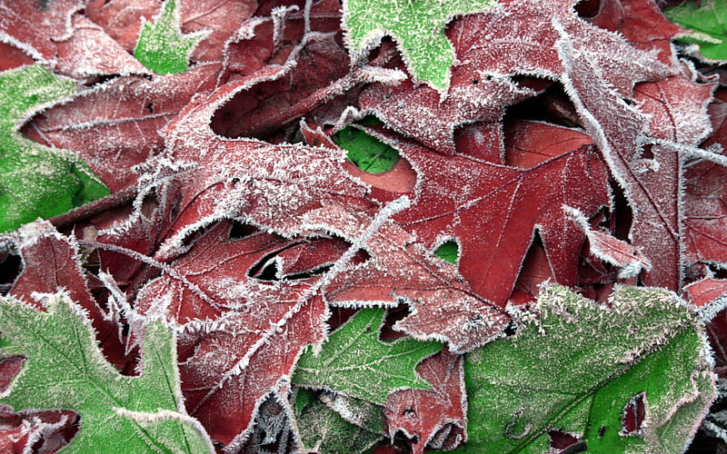 Frozen leaves, red, autumn, leaves, green, frozen, winter, leaf, HD wallpaper