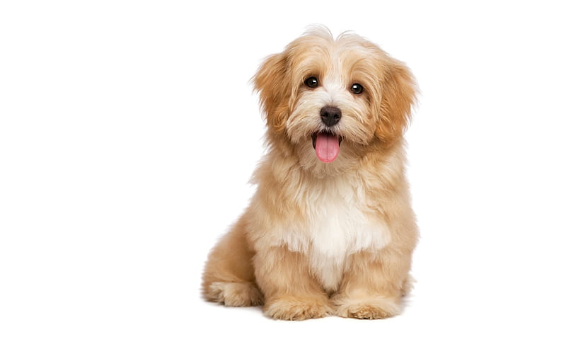 Cute Puppy Wallpaper -- HD Wallpapers of Cute Puppys!:Amazon.com:Appstore  for Android