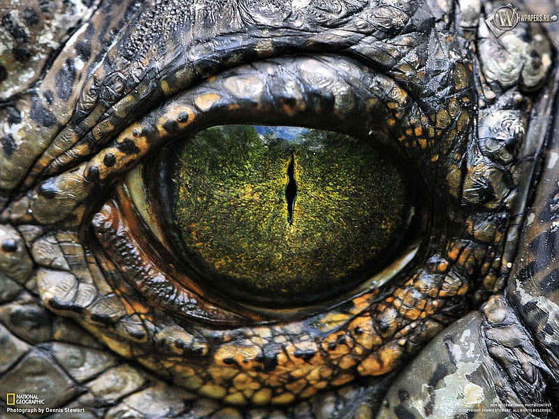 green eye, ball, green, eye, alligator, skin, HD wallpaper