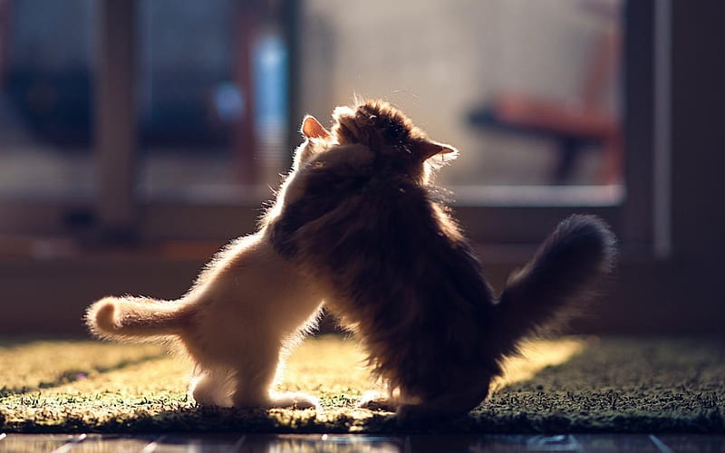 Fighting, fight, kit, two, cats, HD wallpaper