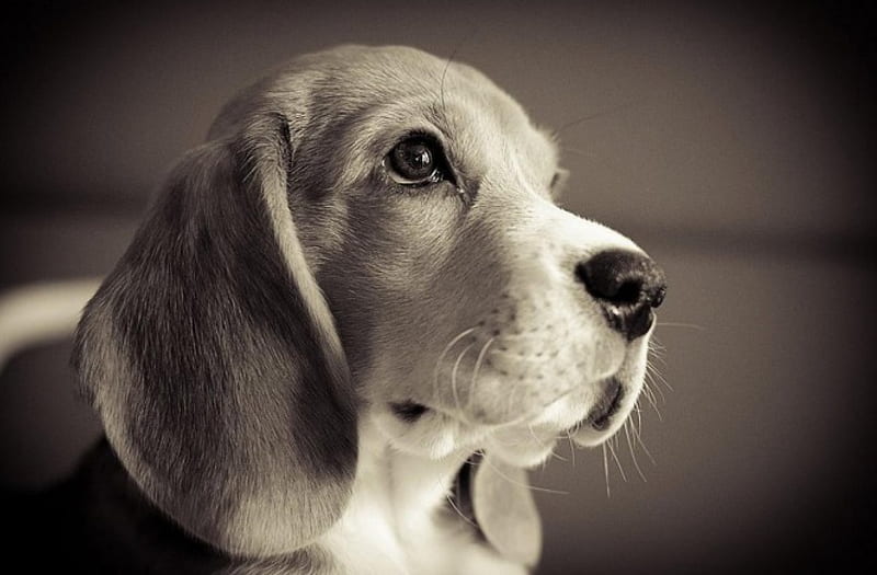 Beagle, cute, black and white, beagle, portrait, puppy, dog, HD wallpaper |  Peakpx