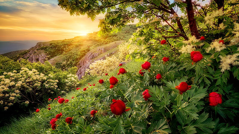 Closeup View Of Beautiful Red Rose Flowers Green Leaves Plants During Sunset Flowers, HD wallpaper