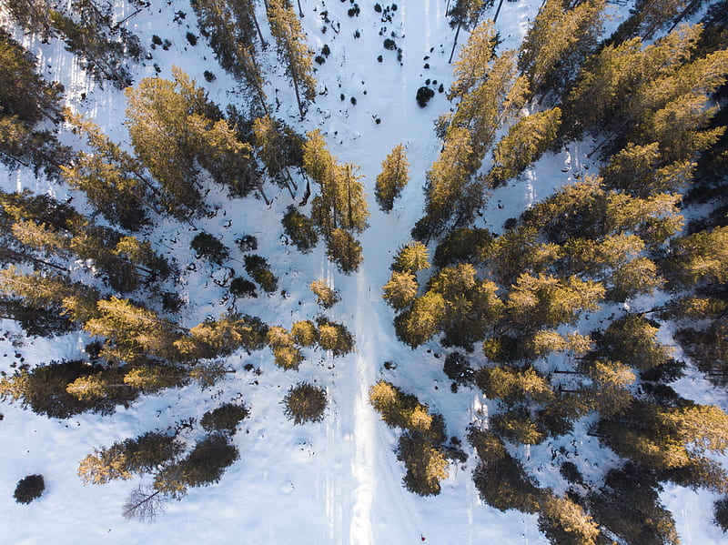 aerial view of trees on snowfield, HD wallpaper