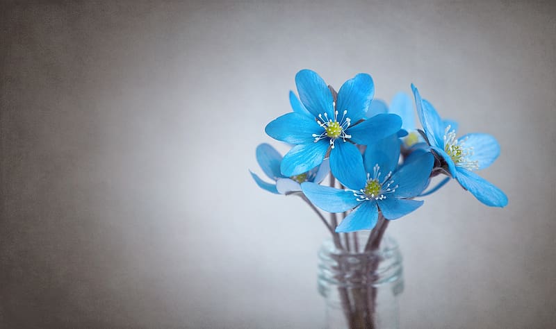 Hepatica, blue, nature, flower, bouquet, HD wallpaper