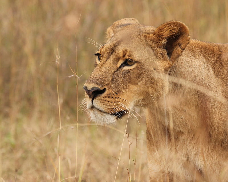 lioness, big cat, predator, grass, wildlife, HD wallpaper
