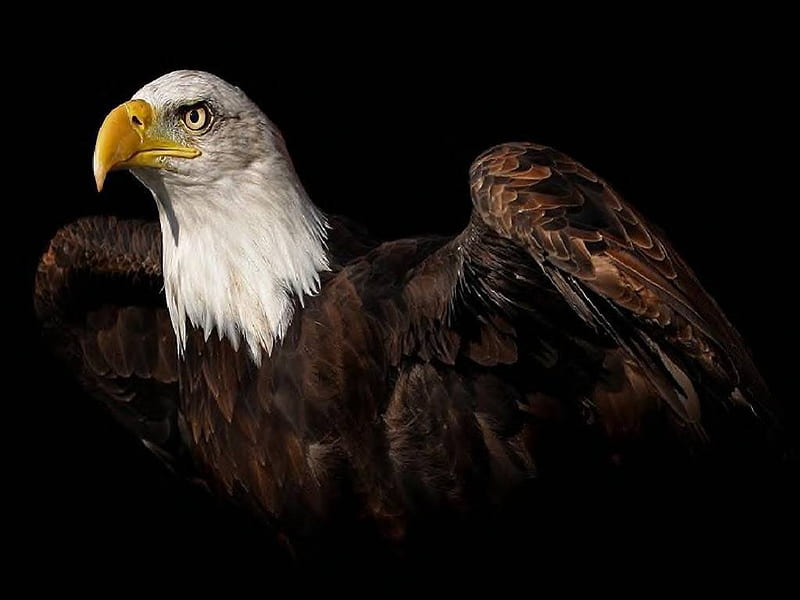 águila poderosa, águila, pájaro, animal, fuerte, Fondo de pantalla HD |  Peakpx
