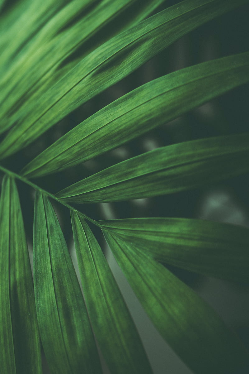 leaves, macro, branch, green, HD phone wallpaper