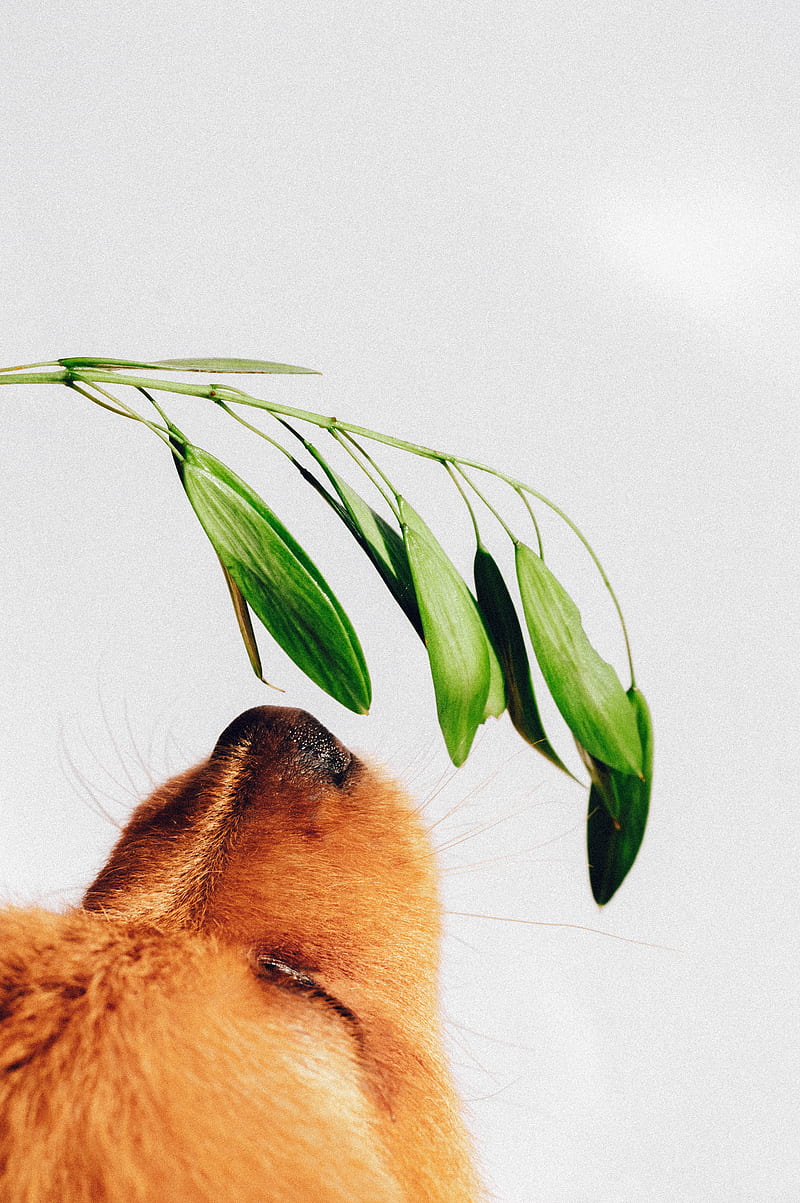 puppy, dog, nose, plant, sniff, HD phone wallpaper