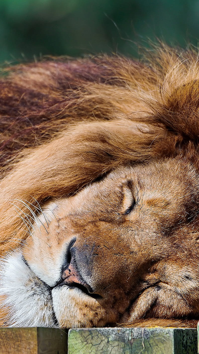 спокойной ночи картинки с львом