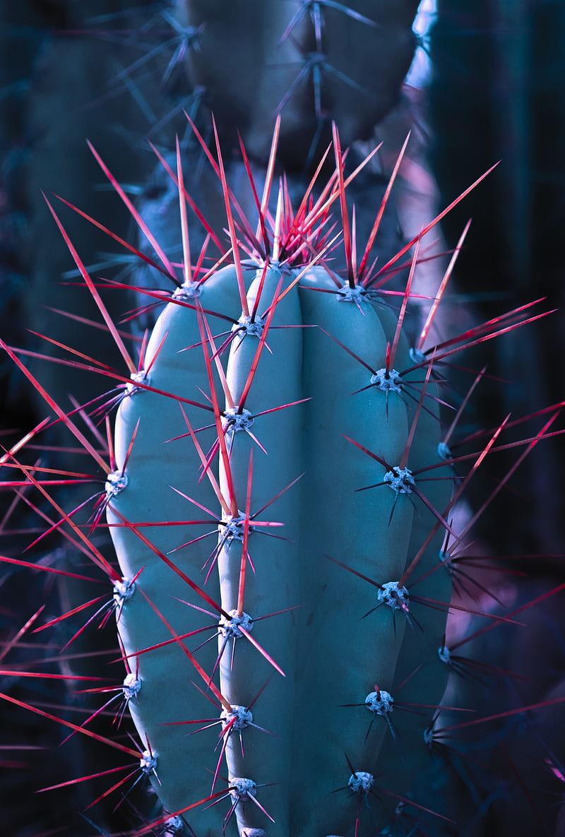 cactus, succulent, spines, needles, HD phone wallpaper
