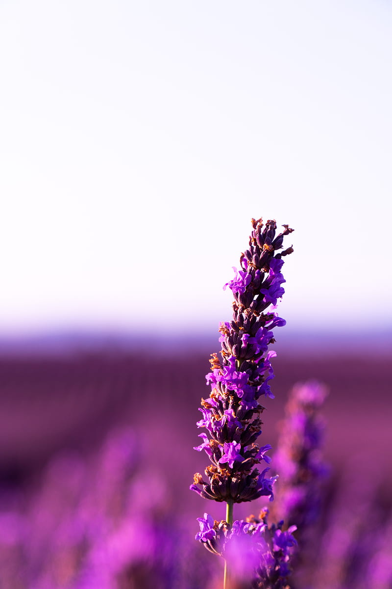 lavender, flower, purple, inflorescence, blur, HD phone wallpaper