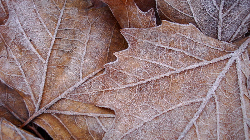 Frozen in Time, fall, , autumn, leaves, ice, winter, cold, HD wallpaper