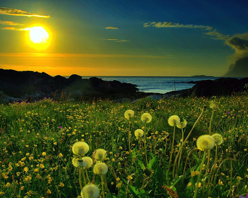Nature Sunrise, dandelions, field, sea, HD wallpaper