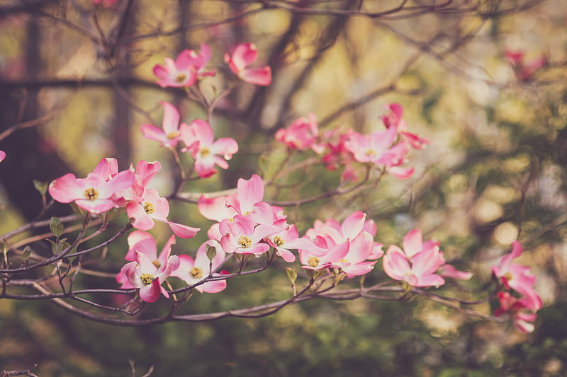 dogwood, flowers, petals, branches, pink, HD wallpaper