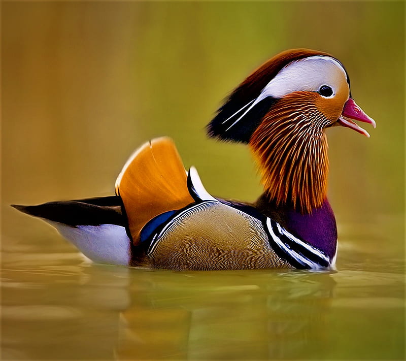 Mandarin duck, HD wallpaper