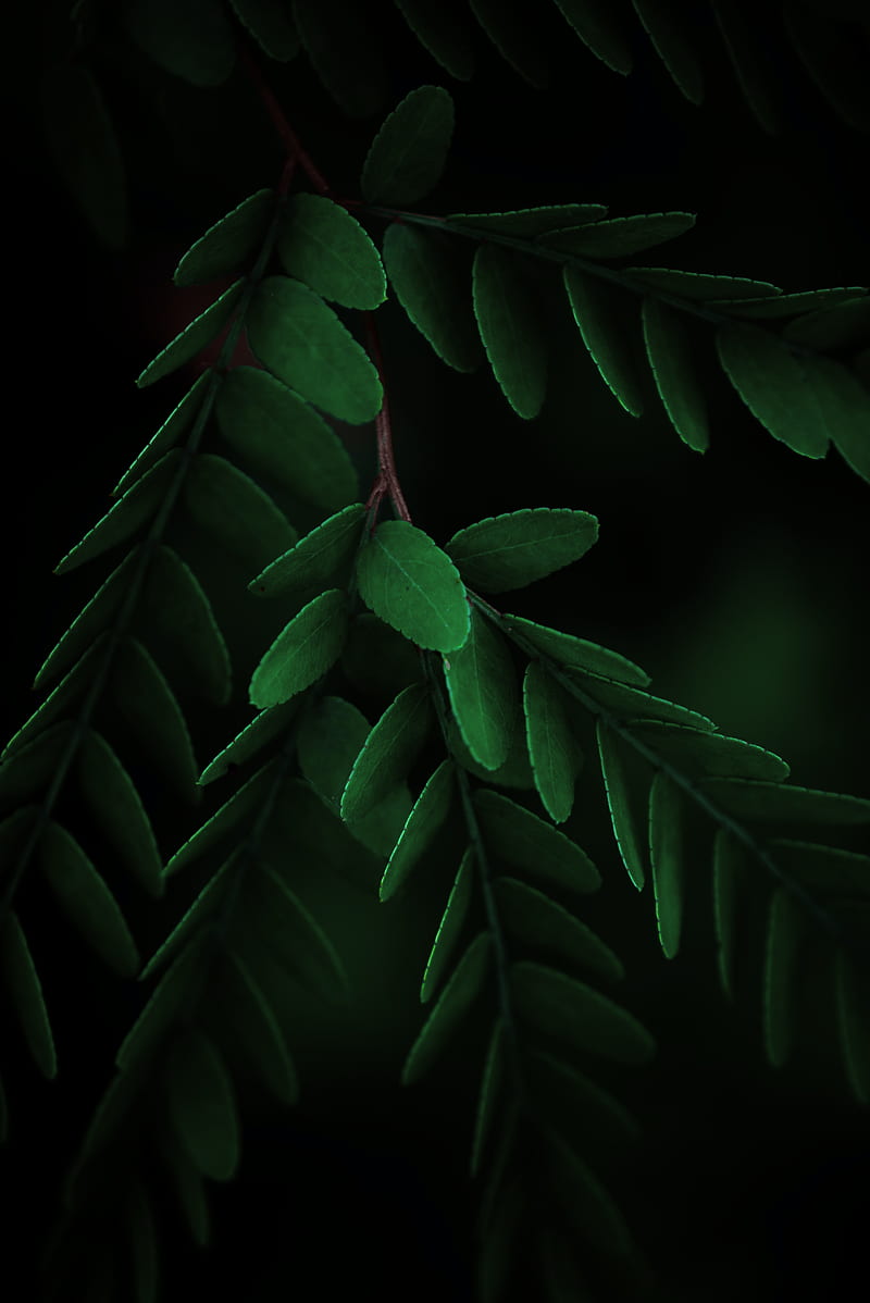 leaves, macro, branch, dark, HD phone wallpaper
