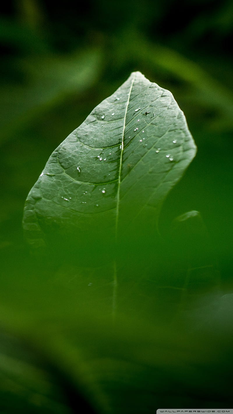 nature, a leaf, a sheet, cool, green, planting, trees, HD phone wallpaper