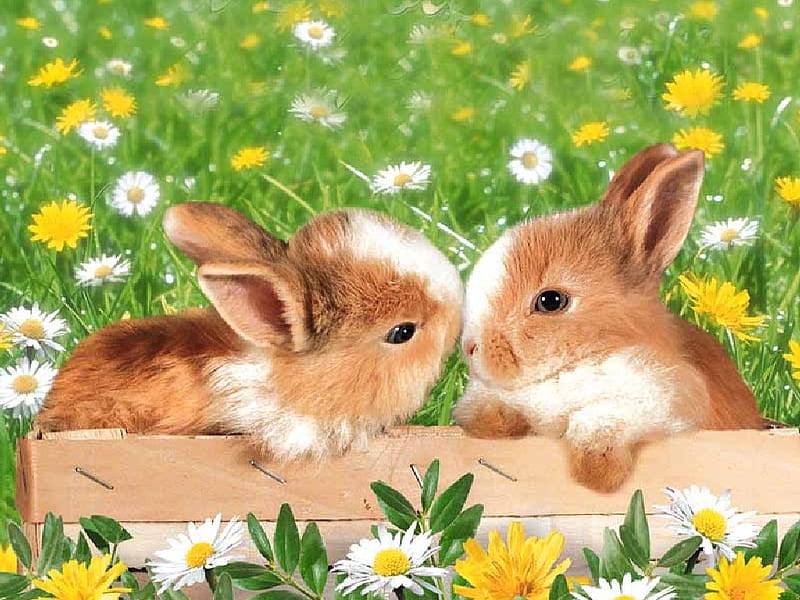 Bunnies in the Garden, two, time, flower, garden, spring, playfulness, bunnies, HD wallpaper