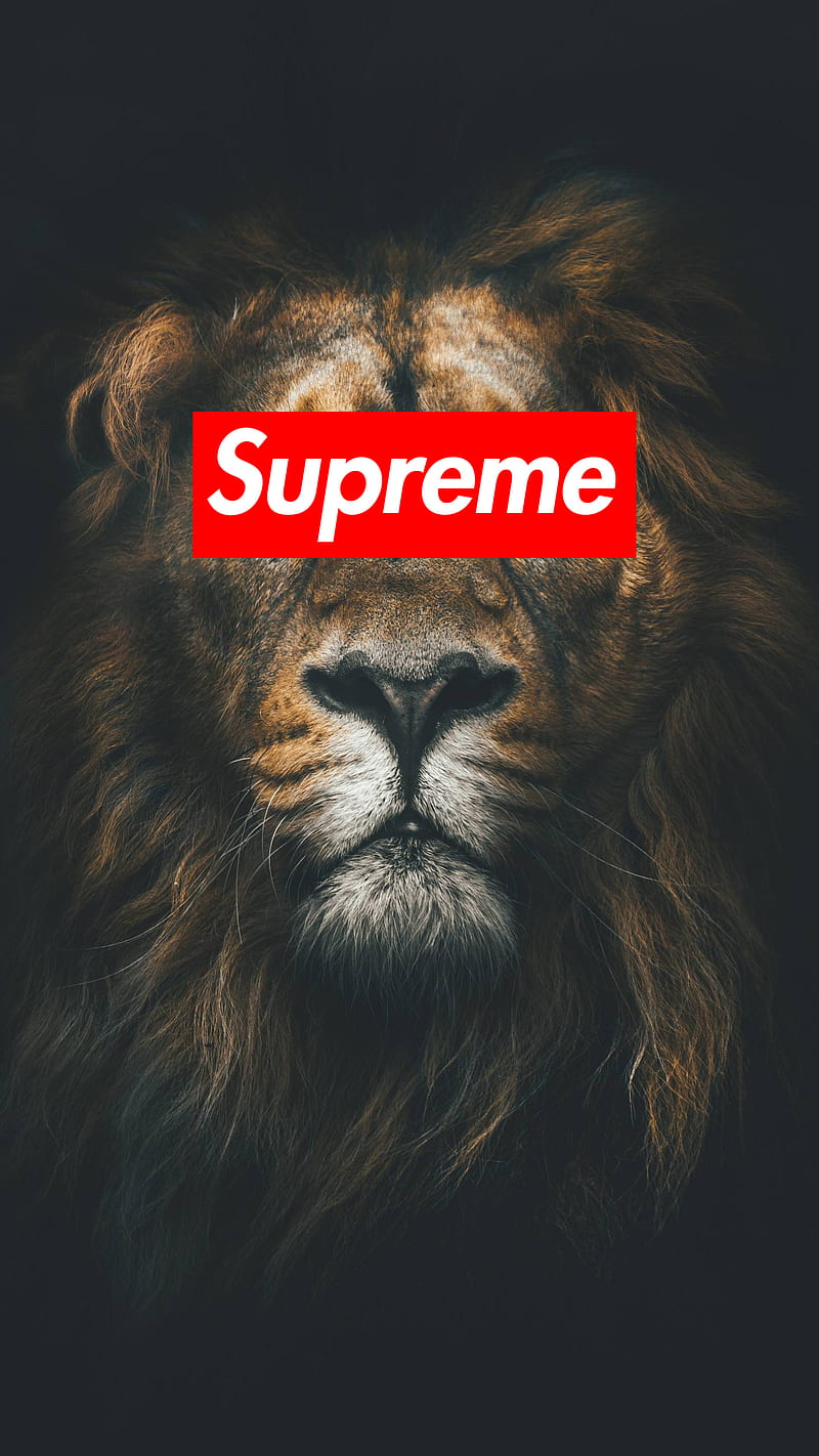 Supreme Lion, animals, black, brands, king, lions, logos, minimal, HD phone wallpaper