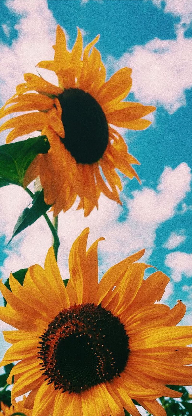 Sunflowers, blue, clouds, flowers, nature, sky, summer, sunflower, yellow,  HD phone wallpaper | Peakpx