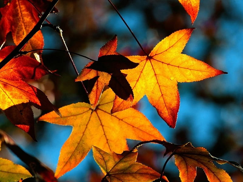 Autum leaves, fall, yellow, leaves, gold, HD wallpaper