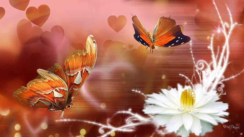 Description of Beauty, colorful, fall, autumn, glow, flower, butterflies, corazones, butterfly, spots, love, summer, papillon, flower, nature, HD wallpaper