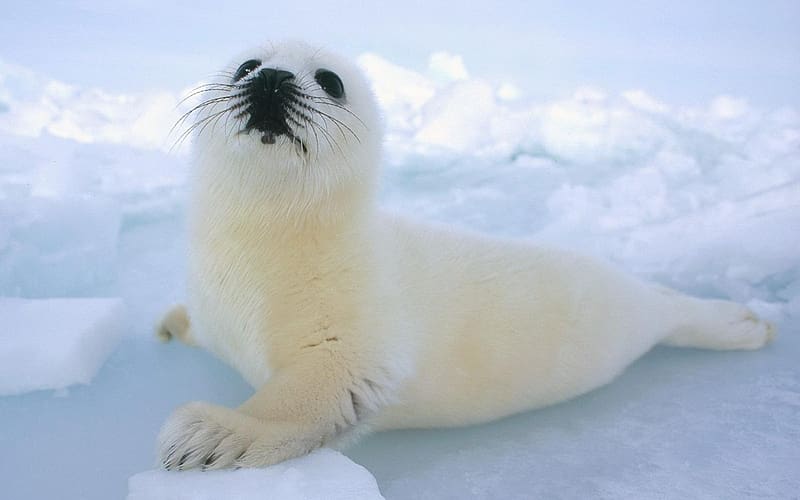 Seals, Animal, Seal, Harp Seal, HD wallpaper