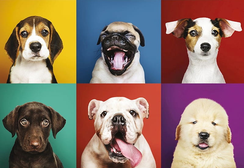 Dogs, funny, puppy, dog, face, collage, caine, HD wallpaper