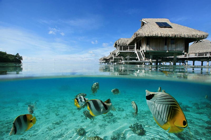 Beautiful underwater coral reef and tropical marine fish on blue lagoon under water villas bungalows in Bora Bora Tahiti Polynesia, polynesia, reef, fish, french, bungalow, atoll, lagoon, beach, marine, bungalows, swimming, underwater, islands, life, pacific, coral, diving, south, under, water, society, paradise, dive, colourful, snorkel, bonito, villa, bora bora, sand, snorkelling, blue, animals, exotic, swim, island, tropical, tahiti, scene, villas, HD wallpaper