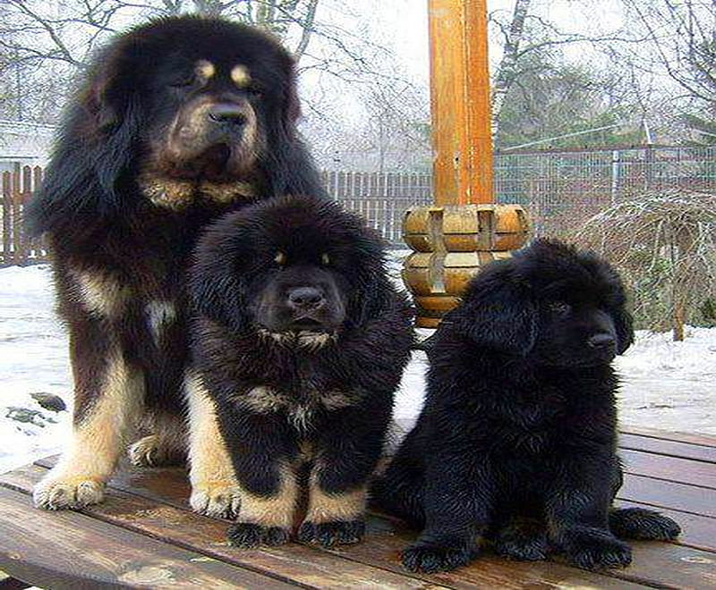 Mastiffs, black, mastiff, brown, dogs, HD wallpaper