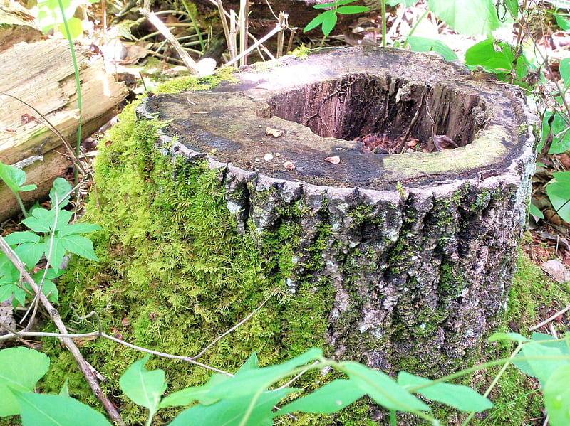 moss covered tree stump, moss, forest, tree, foliage, HD wallpaper